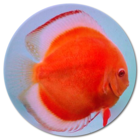 Albino Full Body Red Diamond Discus Fish - 2-3 inch Albino Full Body Red Diamond Discus Fish - 2-3 inch